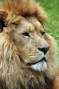 lion (Panthera leo)