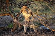Lion cub playing in a tree