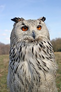 Western Siberian eagle-owl (Bubo bubo Sibiricus)