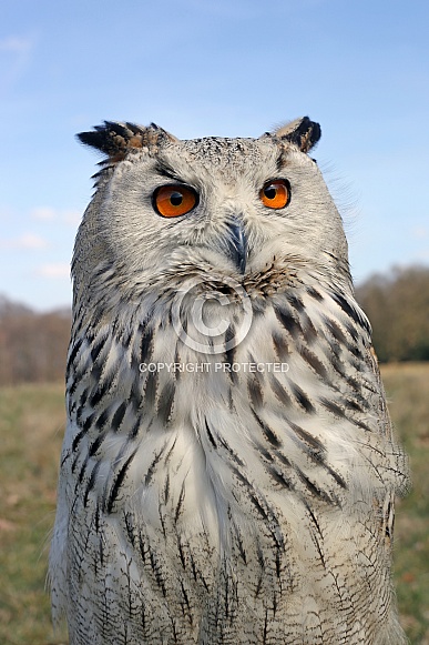Western Siberian eagle-owl (Bubo bubo Sibiricus)