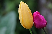 Close-up of wet tulips