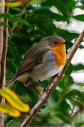Robin Bird (Erithacus rubecula)