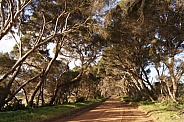 tree-lined avenue