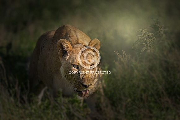 Lioness stalking in the morning light
