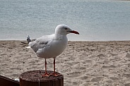 Close up of seagull