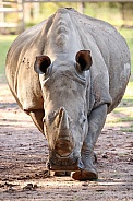 White Rhino
