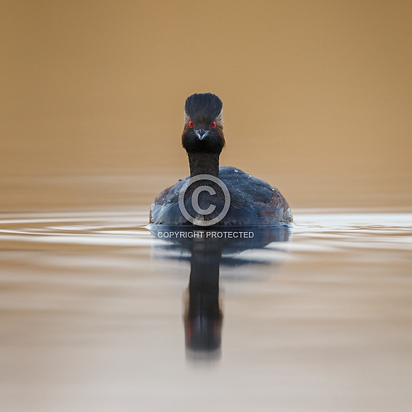 The black-necked grebe The black-necked grebe