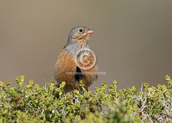 Cretzschmar's Bunting
