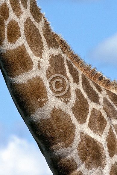 Neck of a Giraffe - Botswana - Africa Neck of a Giraffe - Botswana - Africa