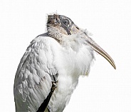 adult wood stork - Mycteria americana - resting calmly with feathers blowing