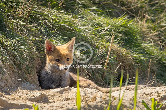 Red fox cub/cubs in nature