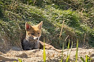 Red fox cub/cubs in nature