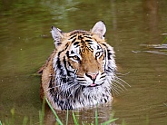 Siberian tiger