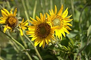 Carey's Balsamroot (Balsamorhiza careyana)