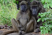 Chacma baboons