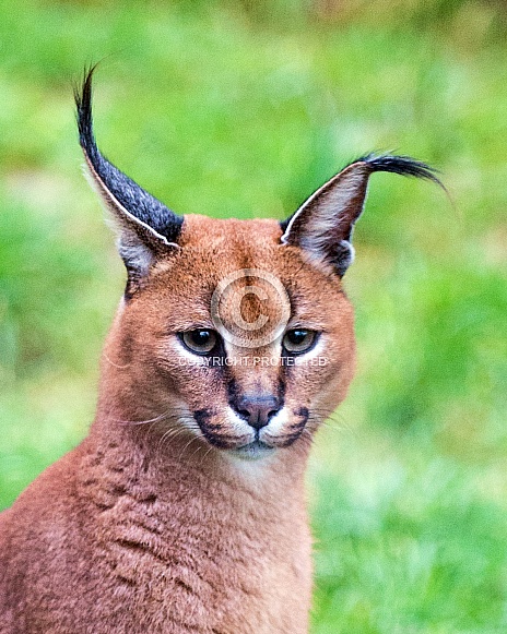 caracal caracal