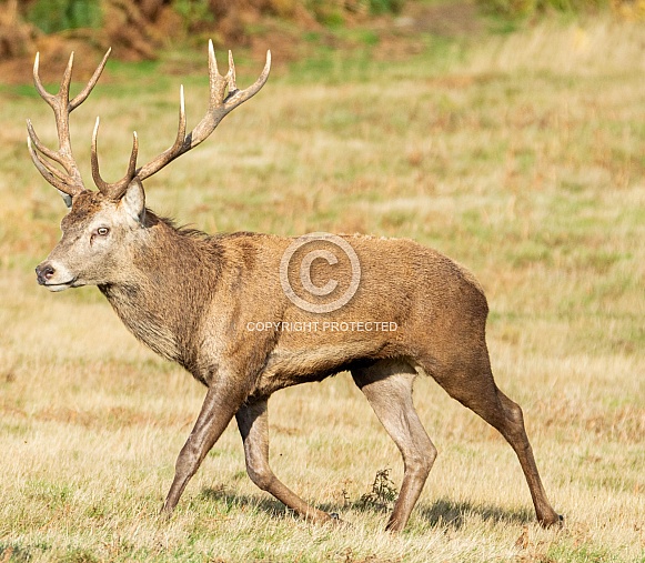 Red Deer Stag