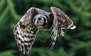 Owl—Milky Eagle Owl
