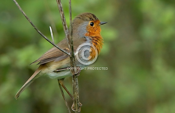 Eurasian Robin