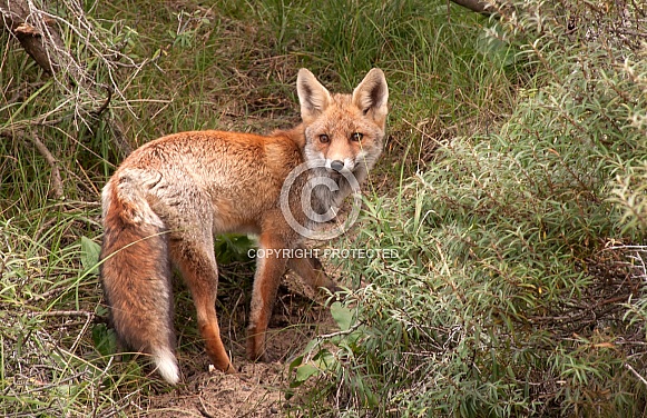 Red Fox Red Fox