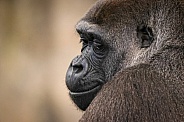 Female Western Lowland Gorilla