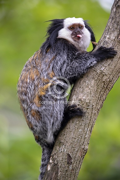 White-headed marmoset (Callithrix geoffroyi) White-headed marmoset (Callithrix geoffroyi)