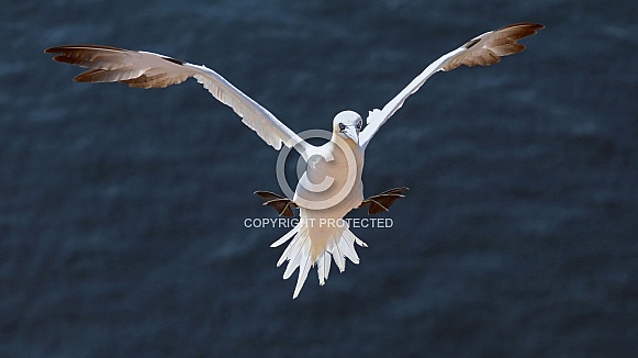 Northern gannet (Morus bassanus) Northern gannet (Morus bassanus)