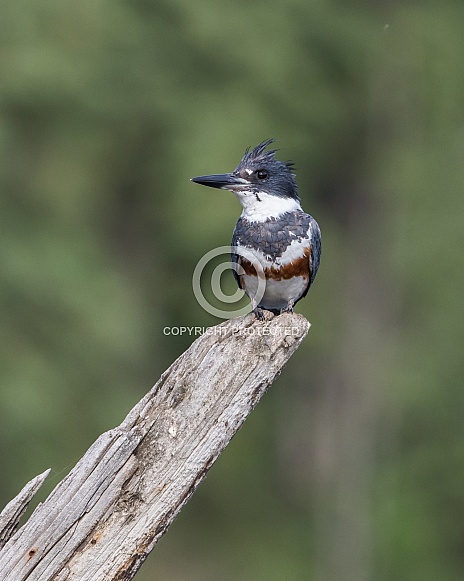 Female Belted Kingfisher in Alaska Female Belted Kingfisher in Alaska