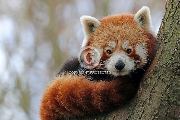 Red Panda (Ailurus fulgens) Red Panda (Ailurus fulgens)