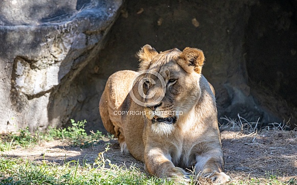Female African Lions