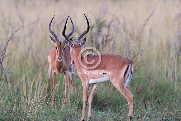 Mirror image of Impala's (antelope)