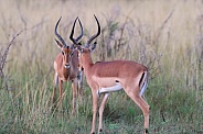 Mirror image of Impala's (antelope)