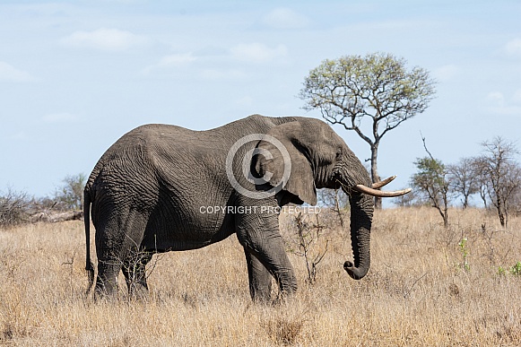 African Elephant