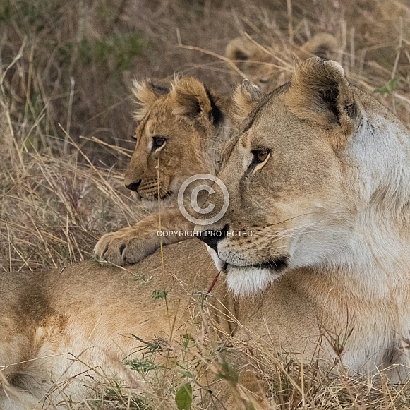Lioness and cub
