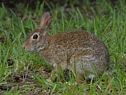 Marsh Rabbit