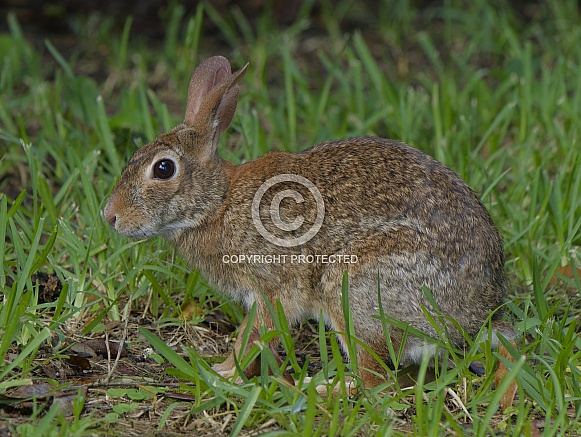 Marsh Rabbit