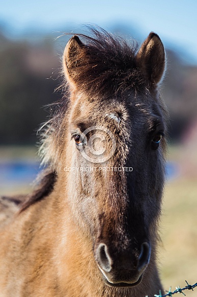 Konik Ponies Konik Ponies