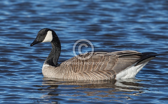 Canada goose