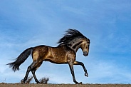 Horse-Andalusian