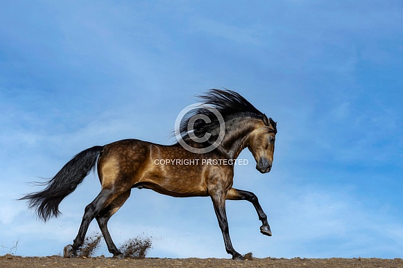 Horse-Andalusian