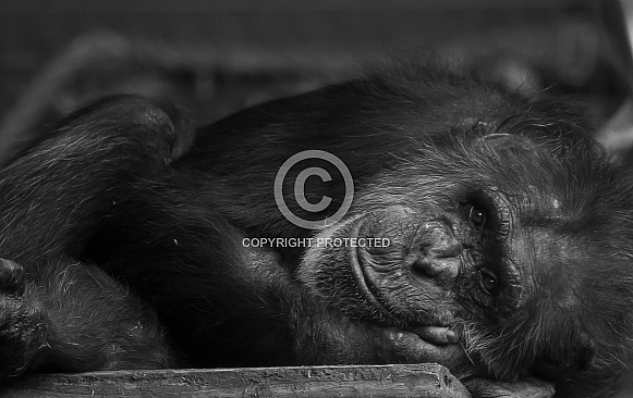 Chimpanzee Chimpanzee