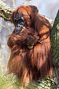 Sumatran orangutan and baby