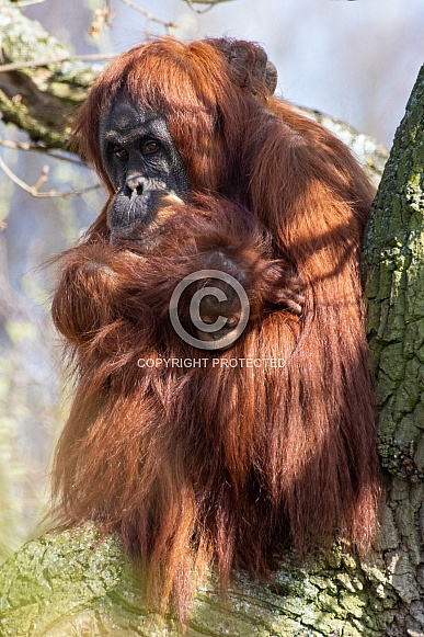 Sumatran orangutan and baby Sumatran orangutan and baby