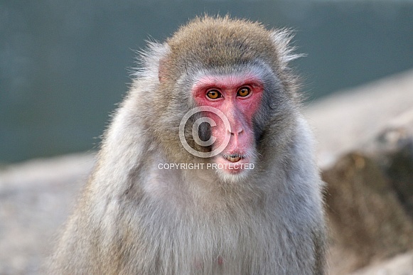 Japanese macaque (Macaca fuscata) Japanese macaque (Macaca fuscata)