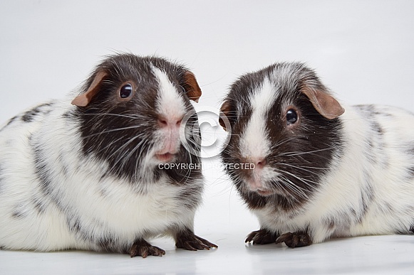 Dalmatian guinea pig