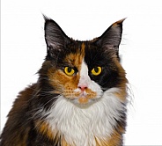 Closeup photo of a calico pattern and color mainecoon maine coon cat - Felis catus - female with beautiful black, orange, white, coloring. Isolated on white background looking at camera