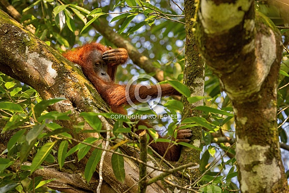 Sumatran orangutan in the nature habitat