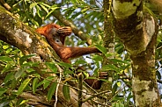 Sumatran orangutan in the nature habitat