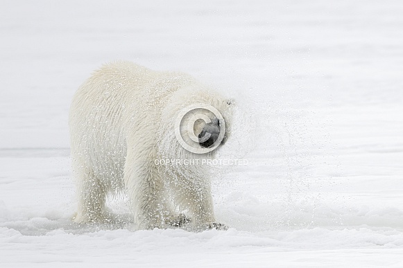 Polar Bear