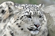 snow leopard